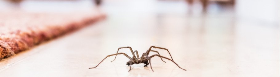 preventivespidercontrolbrisbane