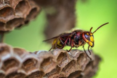 Wasp Control Canberra