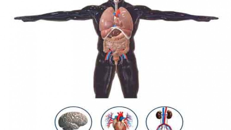 HUMAN ANATOMY (3D/2D)