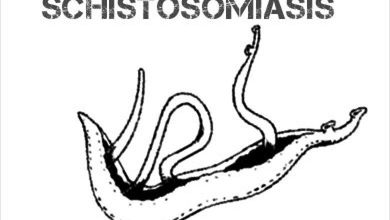 All schistosome classes cause inflammation. Schistosomiasis Treatment cures it
