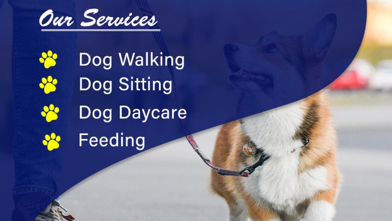 A Day In The Life Of A Dog Boarding Facility