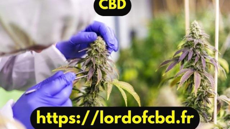 Où puis-je me procurer du CBD et les nombreux bons produits qui en découlent ?
