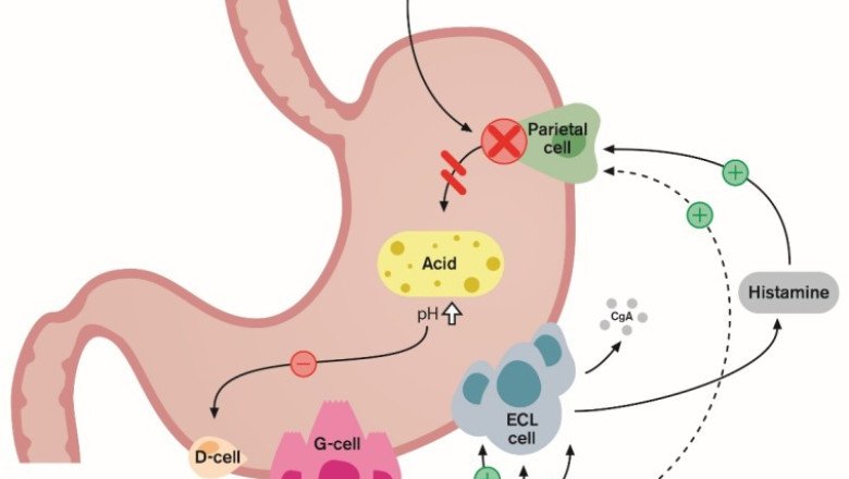 As A Result, Proton Pump Inhibitors Prevent The Stomach's Enzyme From Acting, Which Reduces Stomach Acid Production