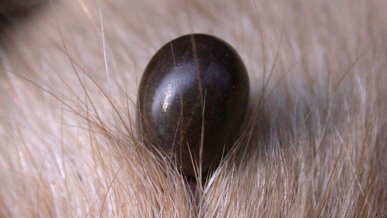 Lyme Disease Treatment Market Opportunities, Current Trends, Challenges and Market Analysis 2028