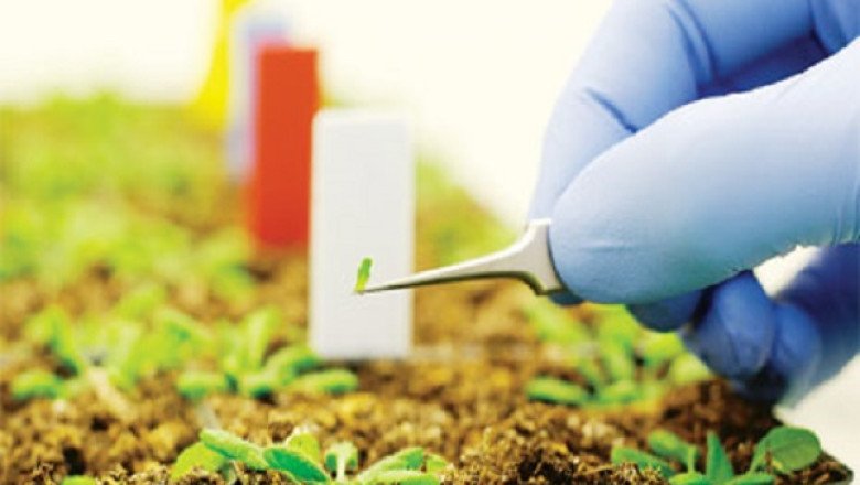 The Term Bioengineered Food Refers To Food That Has Been Modified Using Genetically Modified Organisms (GMOs)