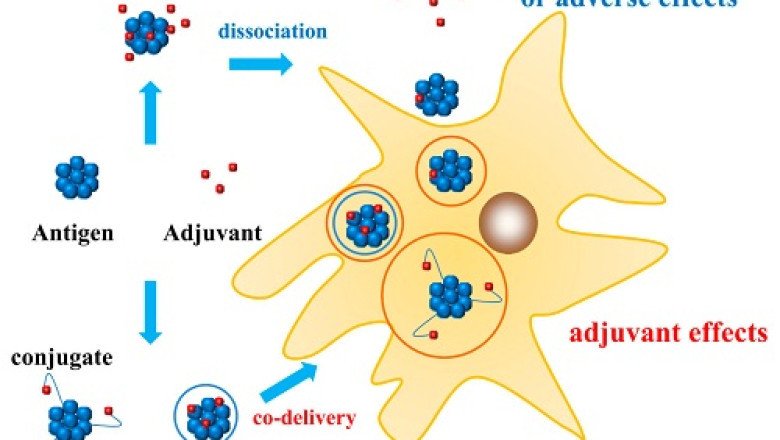 The Latest Advances in Intramuscular Vaccine Adjuvant Technology