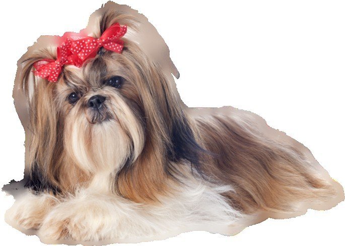 Shih Tzu Puppies In Chennai
