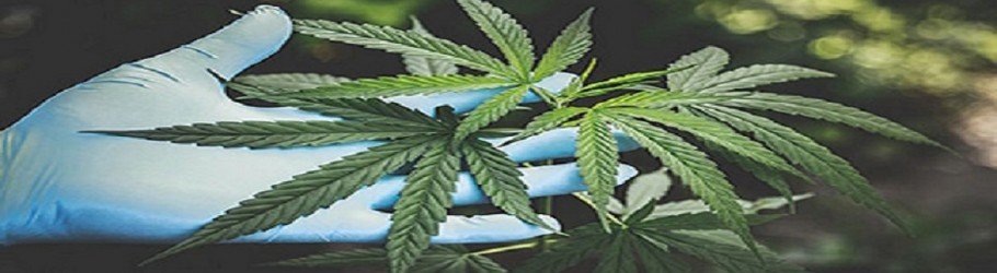wtfcannabis0nline