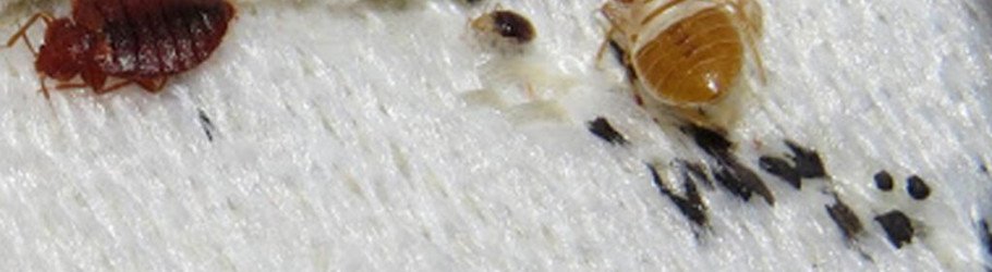 4perthbedbugcontrol
