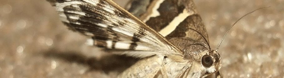 homemothcontrolperth
