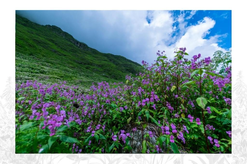 Valley of Flowers Uttarakhand Package