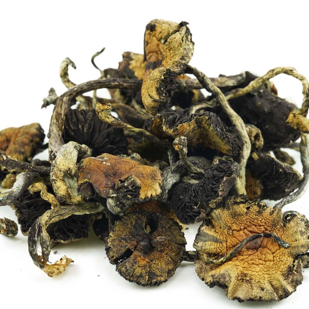 Cambodian Shrooms