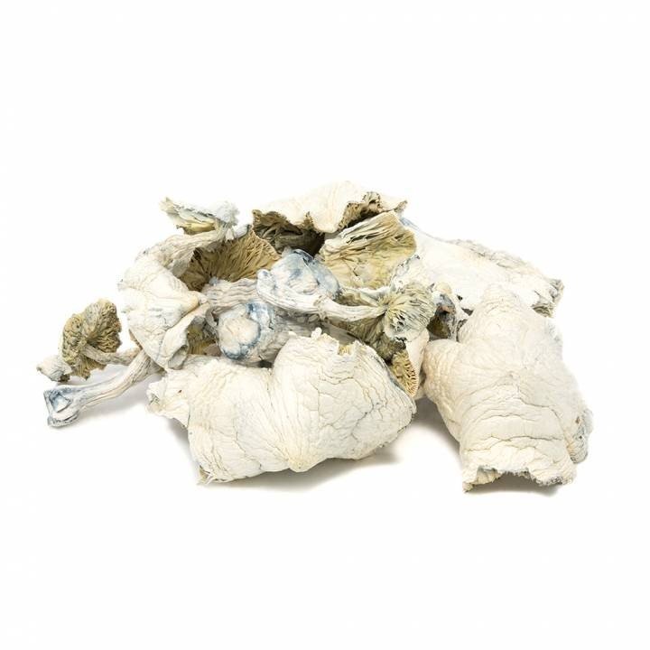 Cambodian Albino $30.00 $590.00