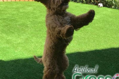 Buy Best Quality 30mm Artificial Grass in UK