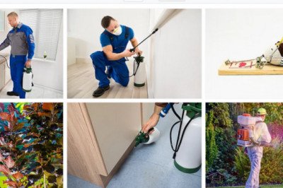 Possum Removal Adelaide