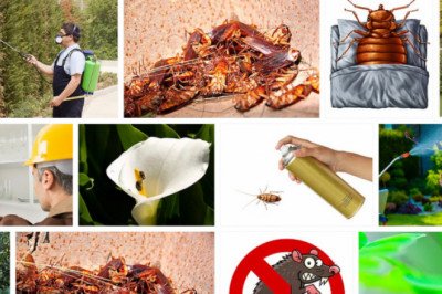 Silverfish Control Adelaide