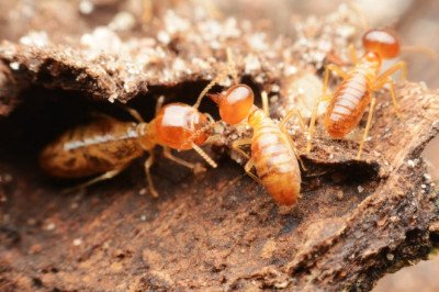Termite Inspection Redland