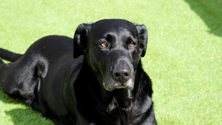 If You Want to Give Your Pets a Comfortable Playing space, Buy Dog Friendly Artificial Grass