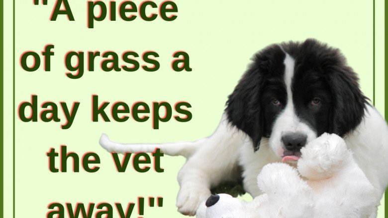 Want to know about Cost of Artificial Grass UK? Read blogs from Artificial Grass GB!
