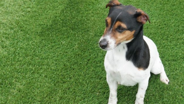 Give a unique yet stylish appeal to your lawn by installing Artificial Grass Sheffield!