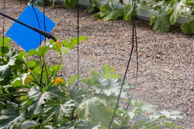 Humic-based Biostimulants Market Size, Forecast, Growth, Key Player, Regional Segmentation
