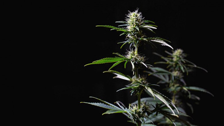 North America Cannabis Market Trends, Forecast, Revenue, Key Player, Regional Demand
