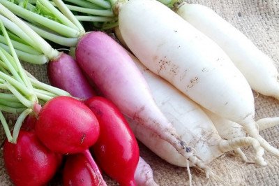 Health Benefits of Radishes