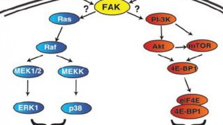 Recombinant Human Endostatin Induces Microvascular Endothelial Cell Apoptosis and Helps in Reducing Tumor