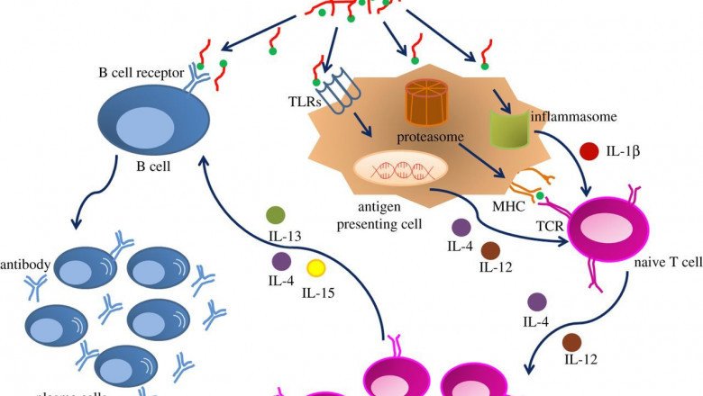 Toll-like receptors or pattern recognition receptors activate the innate immune system using immunostimulatory adjuvants