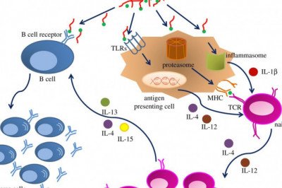 Toll-like receptors or pattern recognition receptors activate the innate immune system using immunostimulatory adjuvants