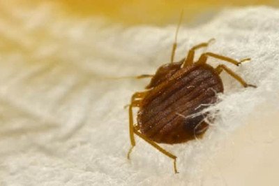 I Bed Bug Control Melbourne