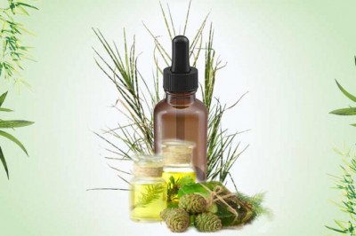 An Essential Oil, Vetiver Oil Is Obtained From Vetiver Roots By Steam Distillation