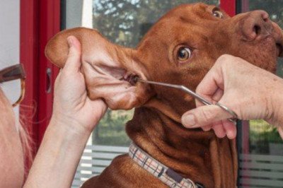 Forecasting 2022-2028: Global Veterinary Equipment and Disposables Market trends, share, size, growth, opportunities, and forecasts