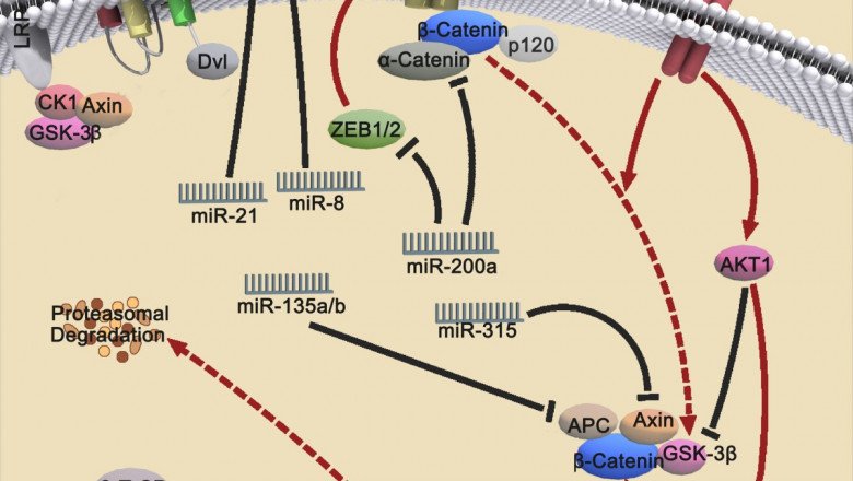 Beta Catenin Is An Essential Protein For Gene Transcription, Cell Adhesion, Control, and Coordination Of Cells
