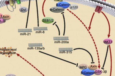 Beta Catenin Is An Essential Protein For Gene Transcription, Cell Adhesion, Control, and Coordination Of Cells