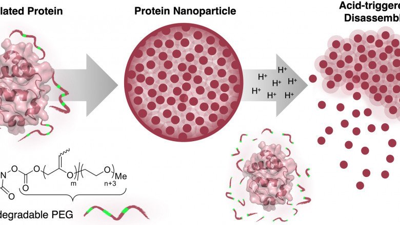 Global PEGylated Proteins Market : Trends, Size, Growth, Opportunity, and Forecast to 2022-2030