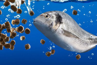 Aquafeed Market Growth Is Expected Due To Growing Consumption And Acceptance