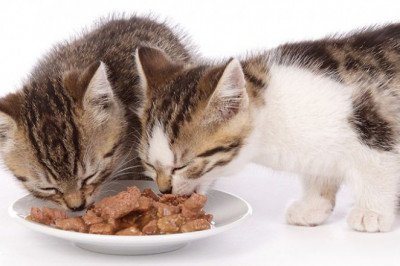 Cat Wet Food Market Global Outlook, Research, Trends And Forecast To 2028