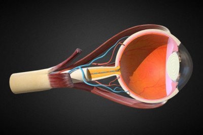 Eye Anatomical Model Market Regional Analysis and Forecast during 2022-2028