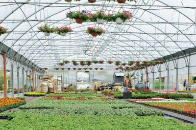 Floriculture Market Revenue, Size, Share and Growth Analysis during the Forecast Period 2019-2027