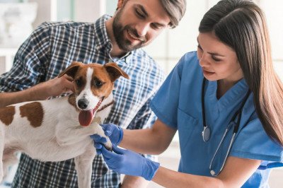 Veterinary Equipment and Disposables used in veterinary operations and for monitoring and curing disorders in animals.