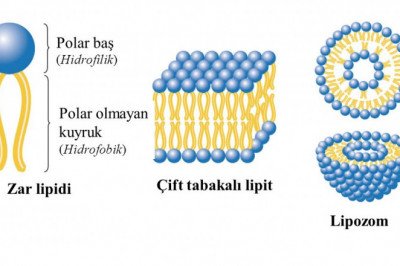 Increasing lipid disorders are expected to boost the growth of the Lipid Analysis Devices Market