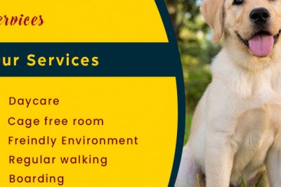 Ways To Keep Your Dog Warm And Active During Winter