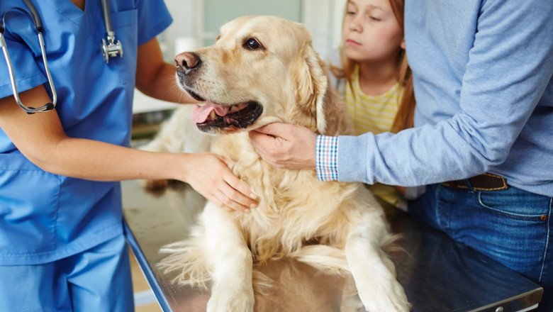 Farm and domestic animals use Veterinary Excipients such as injectables, flea collars, etc.