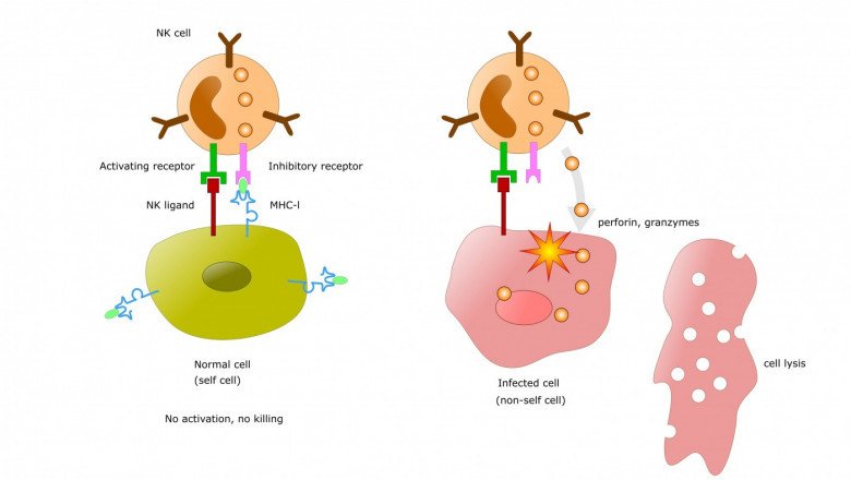 All You Need To About the Applications of Cell Lysis