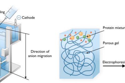 Based On Their Charge And Size, Electrophoresis Separates And Purifies Biological Molecules In A Laboratory