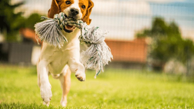 Want to give your pets a comfy play space? Buy Fake Grass for Dog!