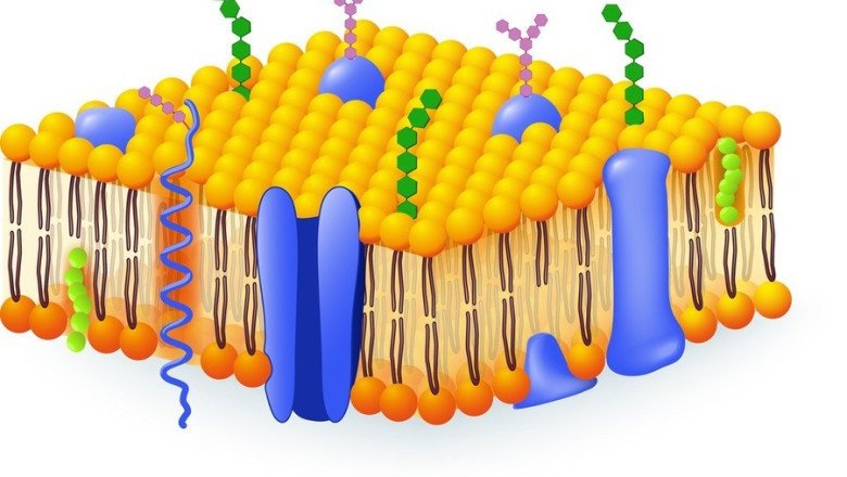 Examining the Safety and Efficacy of Medical Membrane Implants