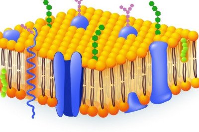 Examining the Safety and Efficacy of Medical Membrane Implants