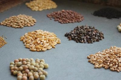 Genetically Modified Seeds Market: A Comprehensive Analysis of Key Players and Their Strategies